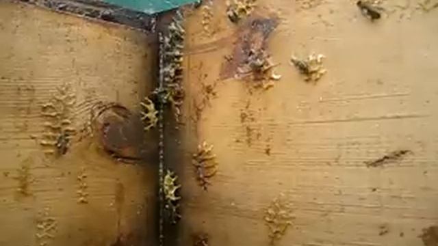 Пчелы собирают воск смотреть онлайн