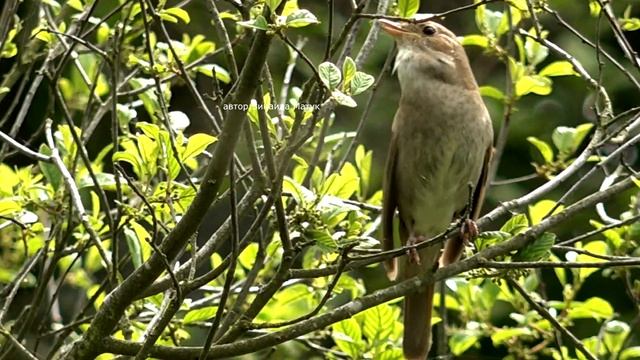 Соловей поёт Luscinia Обыкновенный или Восточный соловей/ голоса птиц / звуки леса / звуки природы/ смотреть онлайн