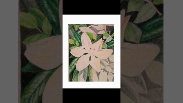 Magnolia drawing in colored pencil смотреть онлайн