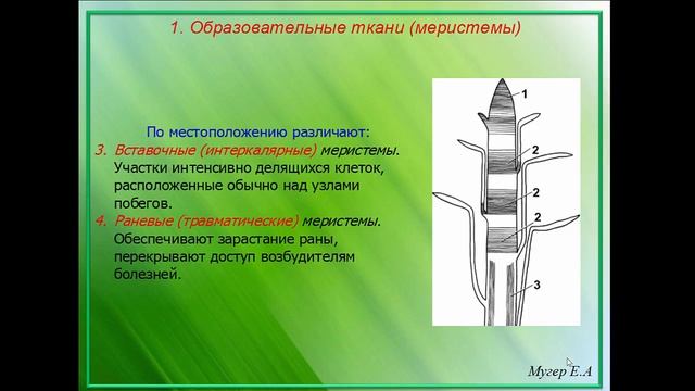 Растительные клетки смотреть онлайн