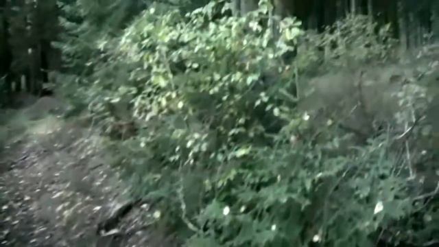 Сбор грибов. Закат в лесу. смотреть онлайн