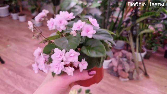 Калатея Фьюжен Вайт / Calathea Fusion White и немного фиалок полюбоваться смотреть онлайн