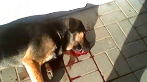 убили собаку на базаре