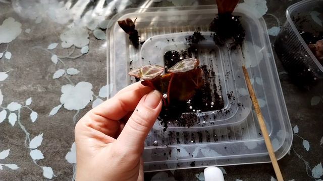 Небольшая пересадка бегоний. смотреть онлайн