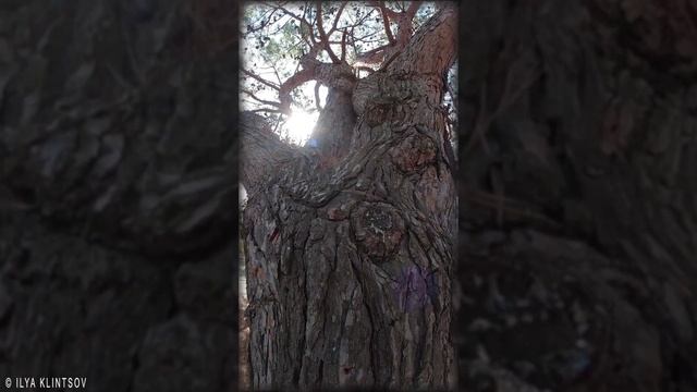 Большая сосна поёт...