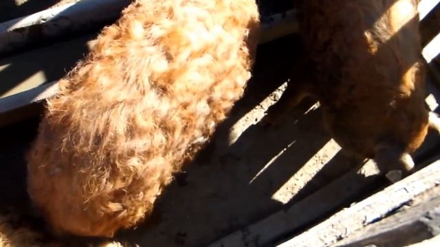 Hortobágy Animal Park смотреть онлайн