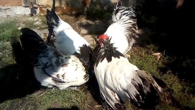 Лакенфельдер июль 2021 смотреть онлайн