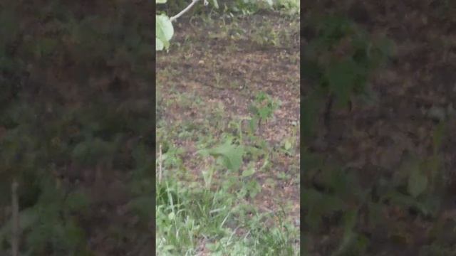 Где обедал воробей? смотреть онлайн