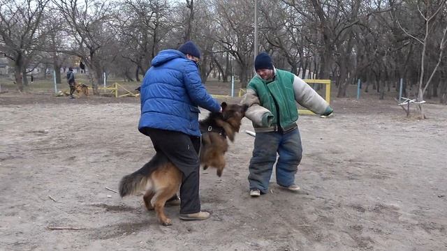 КРУЧЕ ПИТБУЛЯ! Немецкая Овчарка Зевс. Дрессировка собак телохранителей. Одесса. Украина, СТРАЖ смотреть онлайн