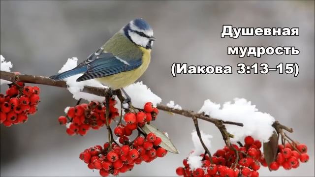 27.12.2015 Божья мудрость (Послание Иакова 3:13–18) смотреть онлайн