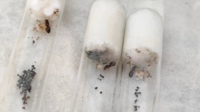 Pheidole pallidula | новые мураши на канале! смотреть онлайн