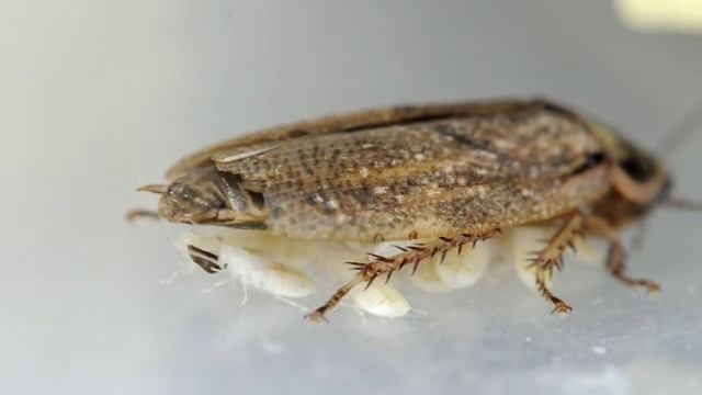 Marble cockroach with cubs / Мраморный таракан с детёнышами смотреть онлайн