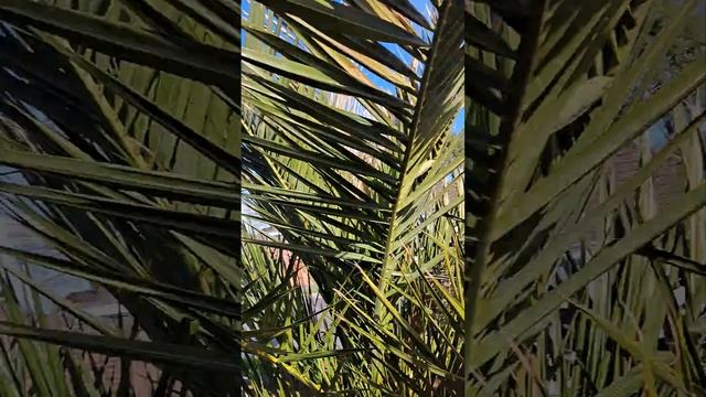 Наши пальмочки смотреть онлайн