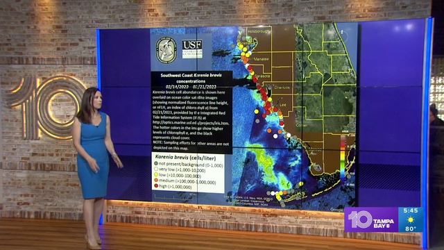 Red tide creeping up Tampa Bay coast смотреть онлайн