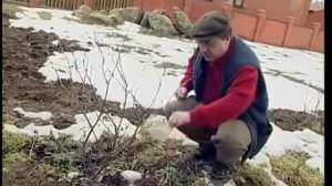 Как правильно бороться с почковым клещом на смородине