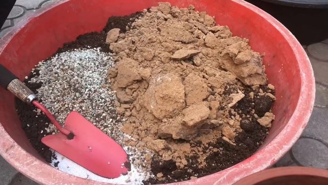 Заморские цитрусы в глиняном субстрате смотреть онлайн