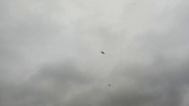 Турецкая такла Тюмень смотреть онлайн