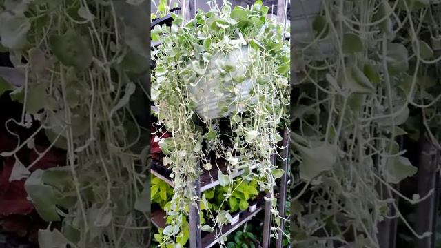 Дихондра смотреть онлайн