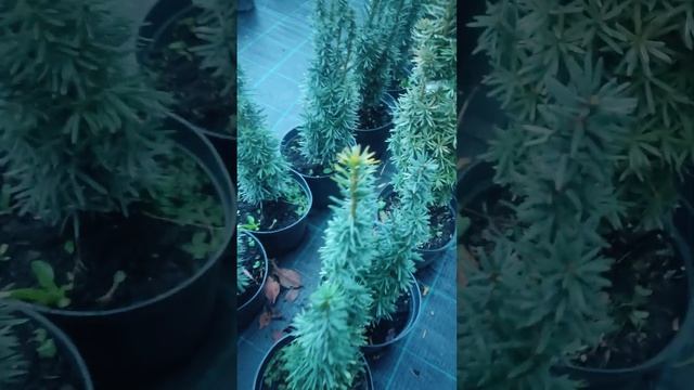 Тис ягодный Фастигиата Ауреа (Fastigiata Aurea смотреть онлайн