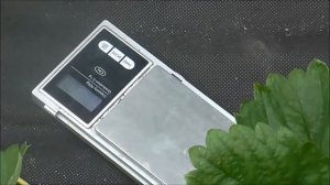 АЗИЯ -  один из лучших среди современных сортов клубники.