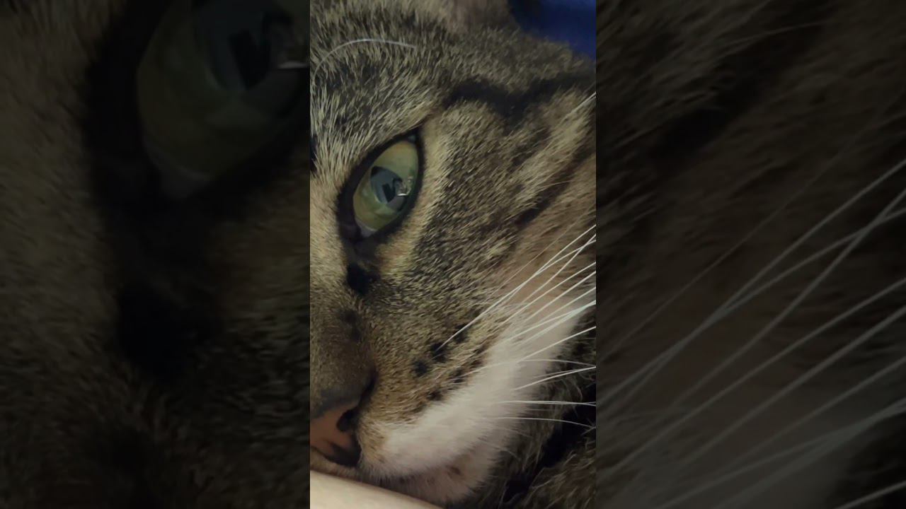 #испуг #кот смотреть онлайн