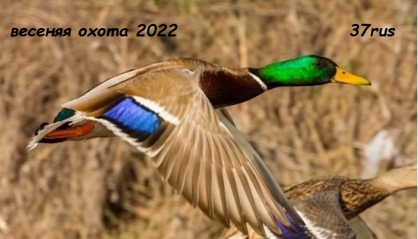 Весенняя охота с подсадной 2022. весенняя охота на селезня с подсадной смотреть онлайн