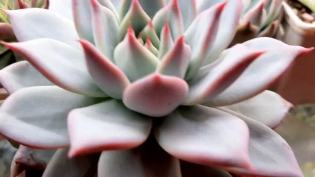 Эхеверия.Интересные факты.