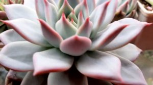 Эхеверия.Интересные факты.