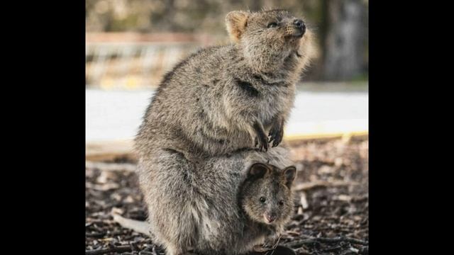 8 июля / Что такое квокка? смотреть онлайн