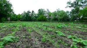 Выращивание ТЫКВЫ ☆ МЕХАНИЗИРОВАННАЯ и РУЧНАЯ прополка.