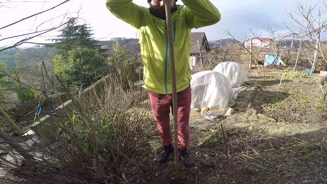 ВЫРАЩИВАНИЕ ИНЖИРА В ОТКРЫТОМ ГРУНТЕ как сажать #ИНЖИР смотреть онлайн