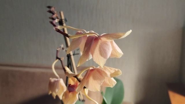 Развеивая мифы интернета. Завяли все цветы за один день. Что это и с чем связано? смотреть онлайн