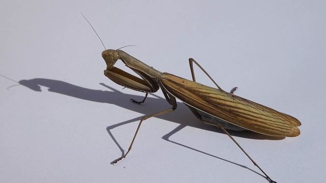 Обыкновенный богомол смотреть онлайн