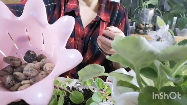 Вкусная пересадка и полив фиалок! смотреть онлайн