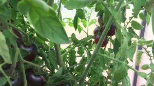 Экзотический томат Синяя гроздь – эталон сладкого вкуса и аромата