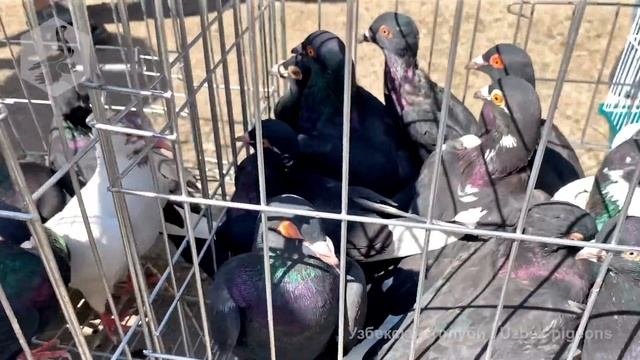 Птичий рынок г. Ташкент - ГОЛУБИ (04.09.2021) / Uzbek Pigeons смотреть онлайн