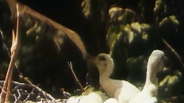 В объективе животные Черный аист 1982г. смотреть онлайн