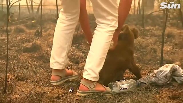 woman-saves-scorched-koala-from-australian-bushfire.mp4 смотреть онлайн