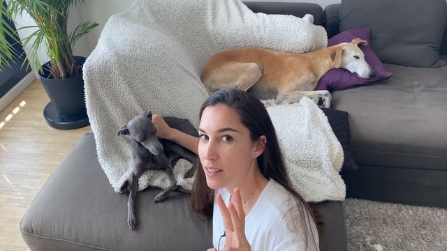 What We WISH We Had KNOWN Before Getting an Italian Greyhound смотреть онлайн