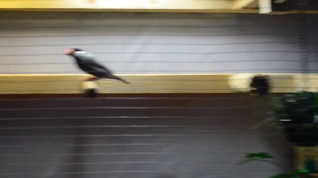 Red Factory Canary with Java Sparrows смотреть онлайн