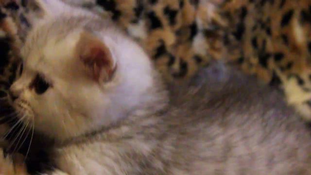 Скоттиш страйт мальчик смотреть онлайн