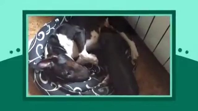 Минипиг Веня-массажист смотреть онлайн