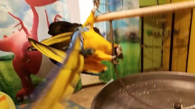 Попугай ара швыряет игрушку смотреть онлайн