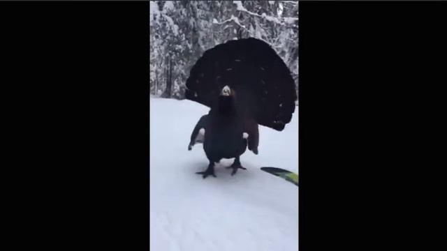 Костомукша 2021 смотреть онлайн