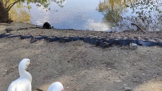 Nutria and geese are best friends! From the life of the inhabitants of the Penza Zoo. смотреть онлайн