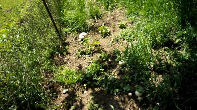 вешенка в ГАРАЖЕ, ПОДВАЛЕ и на ПЕНЬКАХ - везде ))) смотреть онлайн