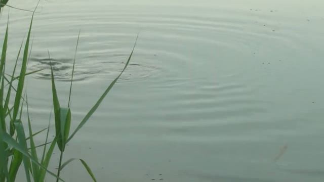 Флет Фидер Миргород - Начало - Рыбалка в Марьевке (Марьевское водохранилище) смотреть онлайн