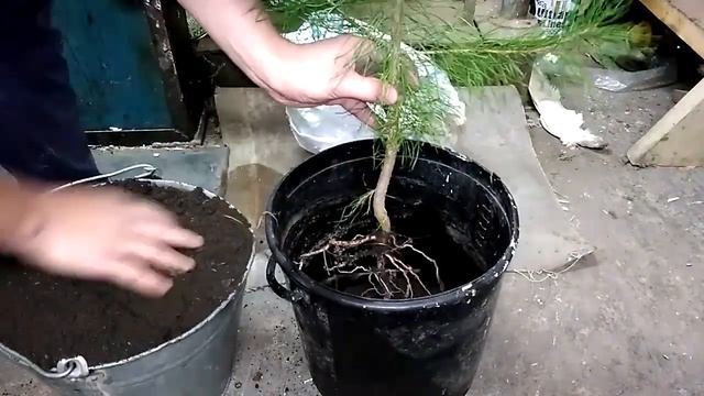 ПОСАДИЛ ДЕРЕВО ТЕПЕРЬ У МЕНЯ РАСТЁТ СОСНА! смотреть онлайн