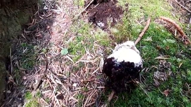 Belle cueillette de cèpes d'été смотреть онлайн