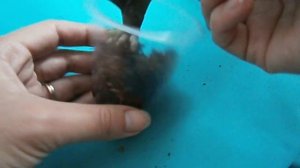 Реанимация одного листа орхидеи.